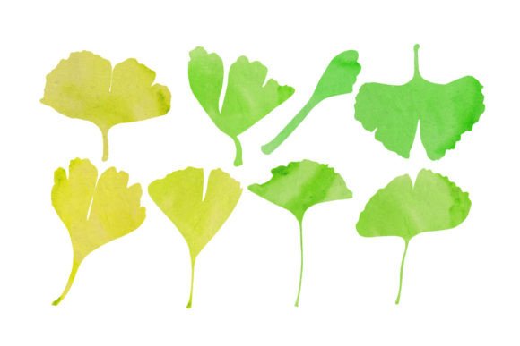 Ginkgo Leaves Watercolor Illustrations: A Brand Designer’s Take for Local Business Branding