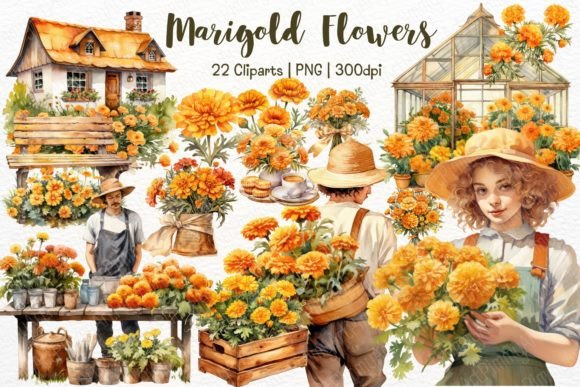 h1Marigold Flowers Watercolor Clipart for Branding & Design Projects/h1