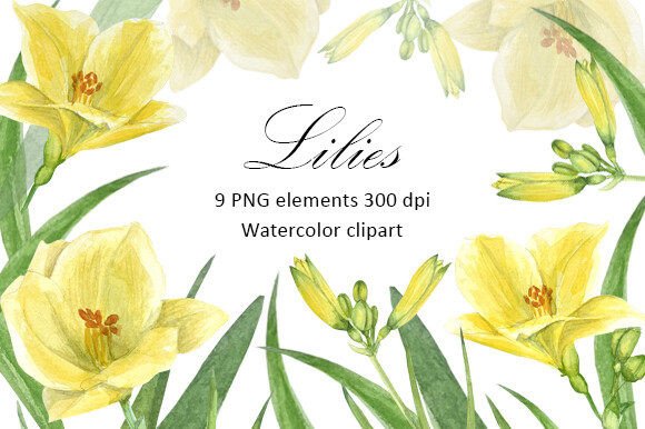 Watercolor Lilies Clipart, PNG: A Soft, Elegant Illustration for Branding and Design Projects